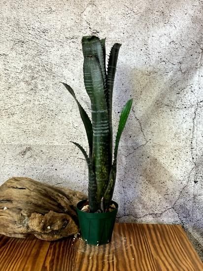 現品】ビルベルギア・オビワン Billbergia Obi-Wan (Domingos 現品】ビルベルギア・オビワン Billbergia Obi-Wan (Domingos