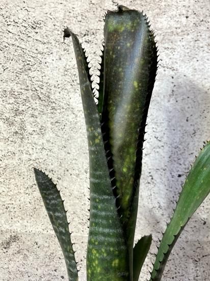 現品】ビルベルギア・オビワン Billbergia Obi-Wan (Domingos