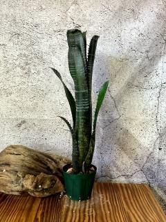Billbergia ビルベルギア - Frontier Plants ONLINE STORE Billbergia ビルベルギア - Frontier Plants ONLINE STORE