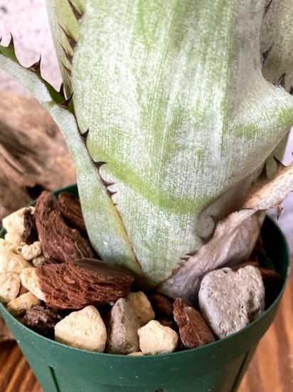 現品】ビルベルギア・サンデリアナxステノペタラ Billbergia