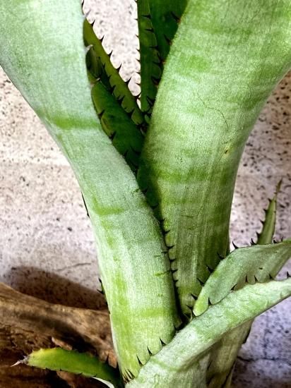 現品】ビルベルギア・サンデリアナxステノペタラ Billbergia