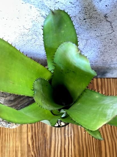 現品】ビルベルギア・サンデリアナxステノペタラ Billbergia