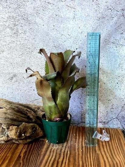 現品】ホヘンベルギア・エドムンドイxネオレゲリア・ムーレアナ