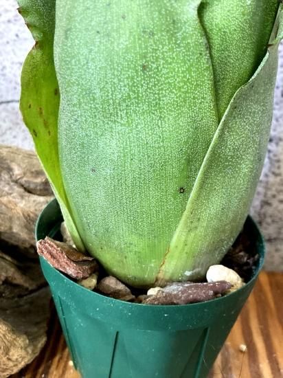 人気商品の中古品・新品・未使用品 現品】ホヘンベルギア・サンドラズマウンテン Hohenbergia ブロメリア・エアープランツ