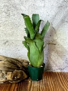 Hohenbergia ホヘンベルギア - Frontier Plants ONLINE STORE Hohenbergia ホヘンベルギア - Frontier Plants ONLINE STORE
