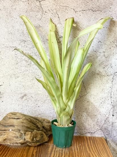 Quesnelia liboniana 子株一つ Quesnelia liboniana 子株一つ