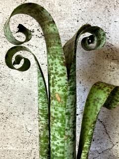 Quesnelia ケスネリア - Frontier Plants ONLINE STORE