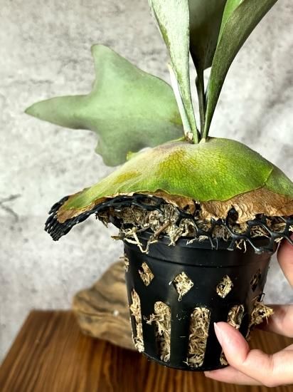 ビカクシダ　ペガサス P.Pegasusというかっこよすぎビカクシダ。