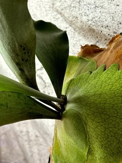 現品】ビカクシダ ホワイトペガサスF1 P. White Pegasus F1(P. Pegasus