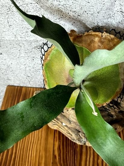 現品】ビカクシダ ホワイトペガサスF1 P. White Pegasus F1(P. Pegasus