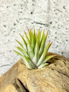 希少種 Rare - Frontier Plants ONLINE STORE フロンティア 希少種 Rare - Frontier Plants ONLINE STORE フロンティア