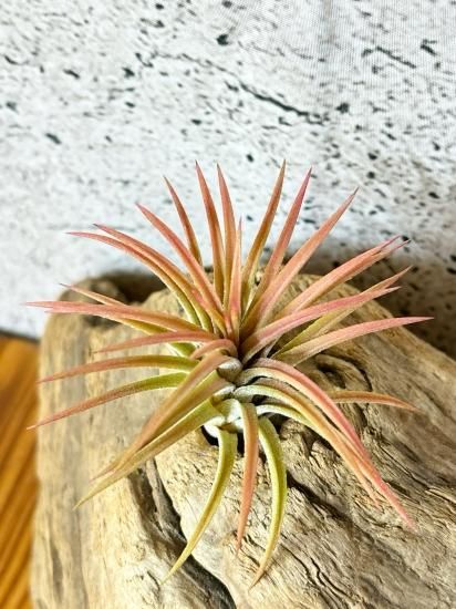現品】チランジア・イオナンタ・プレデター T. ionantha 現品】チランジア・イオナンタ・プレデター T. ionantha