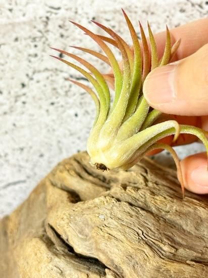 現品】チランジア・イオナンタ・プレデター T. ionantha 現品】チランジア・イオナンタ・プレデター T. ionantha