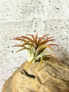 希少種 Rare - Frontier Plants ONLINE STORE フロンティア