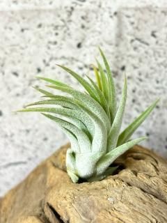 希少種 Rare - Frontier Plants ONLINE STORE フロンティア