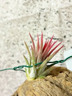 Tillandsia チランジア - Frontier Plants ONLINE STORE フロンティアプランツ オンラインストア