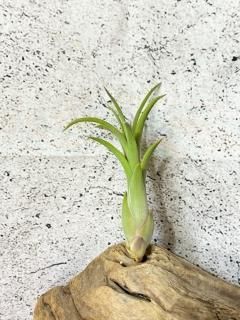 チランジア　REX 大苗 チランジア REX 大苗 チランジア REX 大苗 Frontier Plants