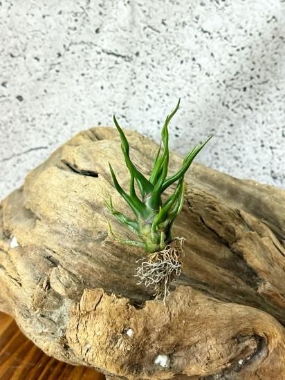 現品】チランジア・ブルボーサ・タイニーダンサー T. bulbosa