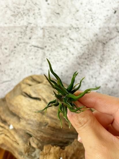 現品】チランジア・ブルボーサ・タイニーダンサー T. bulbosa