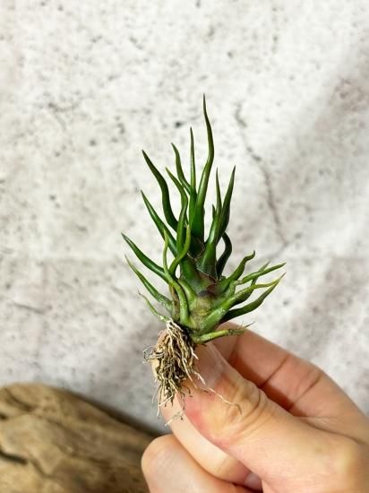 Bulbosa Tiny Dancer *SALE!* – Air Plant Hub