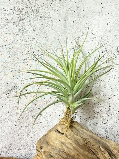 現品】チランジア・ドゥラティーxガルドネリ T. duratii x T 現品】チランジア・ドゥラティーxガルドネリ T. duratii x T