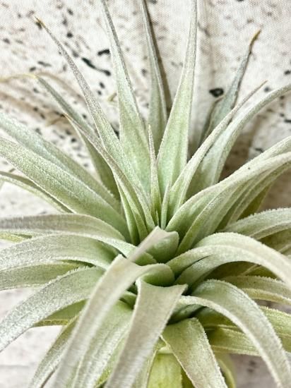 現品】チランジア・ガルドネリ・ルピコラ T. gardneri var. rupicola