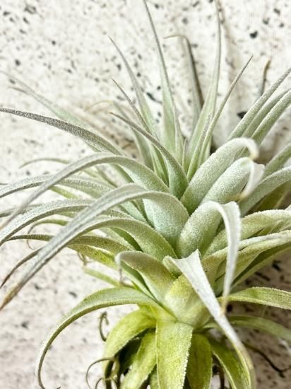 現品】チランジア・ガルドネリ・ルピコラ T. gardneri var