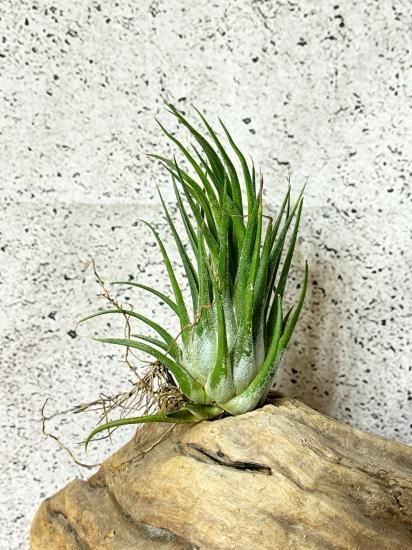 (レア)チランジア　Rex 1苗 レア)チランジア Rex 1苗