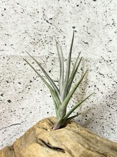 Y.Z - Frontier Plants ONLINE STORE フロンティアプランツ