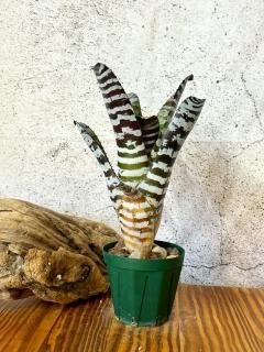 Aechmea エクメア - Frontier Plants ONLINE STORE フロンティア