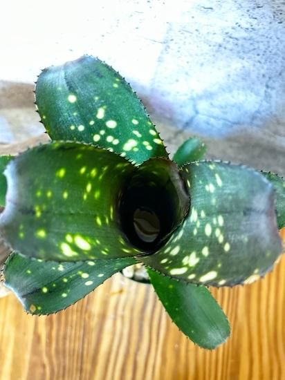 ビルベルギア ドミンゴスマルティンス ビルベルギア ドミンゴス マーティンス「Billbergia Domingos