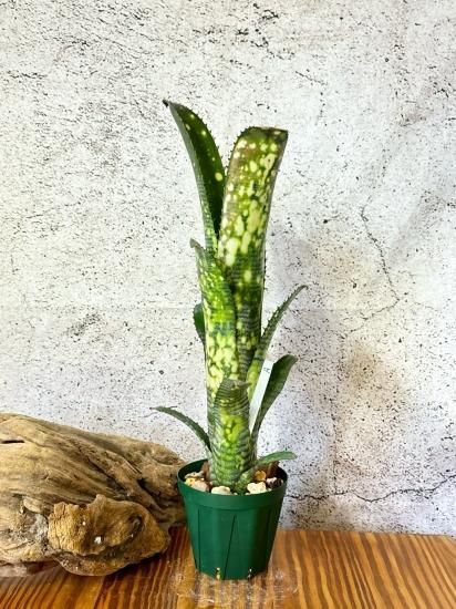 現品】ビルベルギア・ライムストーン Billbergia Limestone 現品】ビルベルギア・ライムストーン Billbergia Limestone