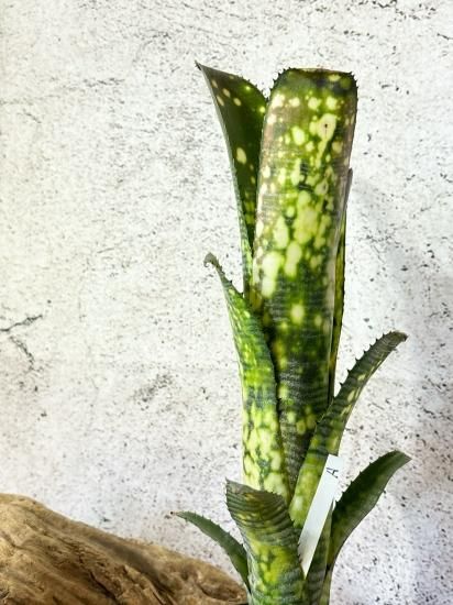 現品】ビルベルギア・ライムストーン Billbergia Limestone