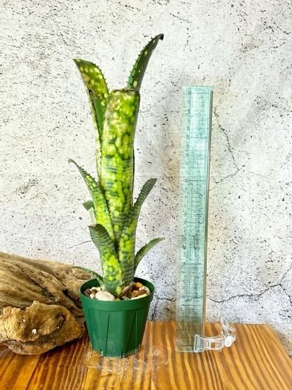 現品】ビルベルギア・ライムストーン Billbergia Limestone