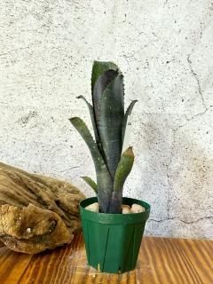 ブロメリア　billbergia toneprai big spine ビルベルギアbillbergia toneprai big spine