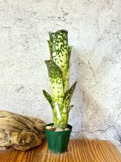 ブロメリア・エアープランツ Billbergia Domingo Martin #28 AU Billbergia Domingo Martin #28 AU - メルカリ