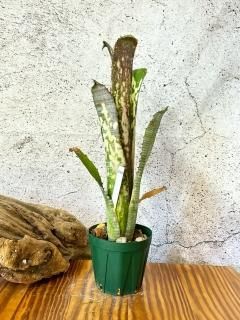BILLBERGIA IS BEAUTIFUL ex Tokyo Japan: ビルベルギア入門