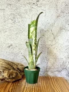 Billbergia ビルベルギア - Frontier Plants ONLINE STORE
