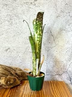 Billbergia ビルベルギア - Frontier Plants ONLINE STORE Billbergia ビルベルギア - Frontier Plants ONLINE STORE