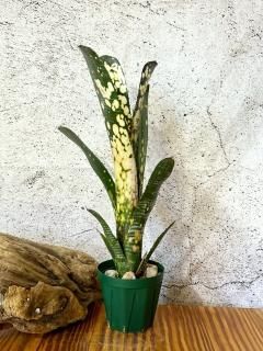 Billbergia ビルベルギア - Frontier Plants ONLINE STORE
