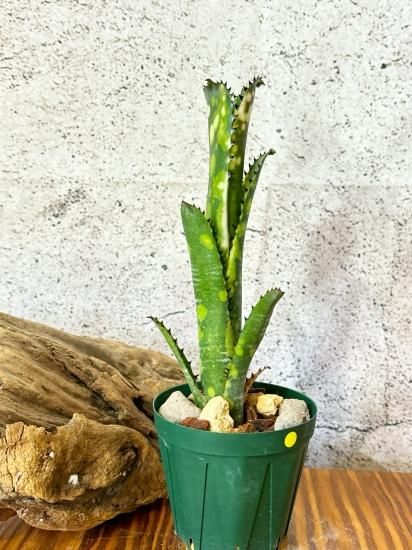 現品】ビルベルギア・トンプライコメットスター Billbergia