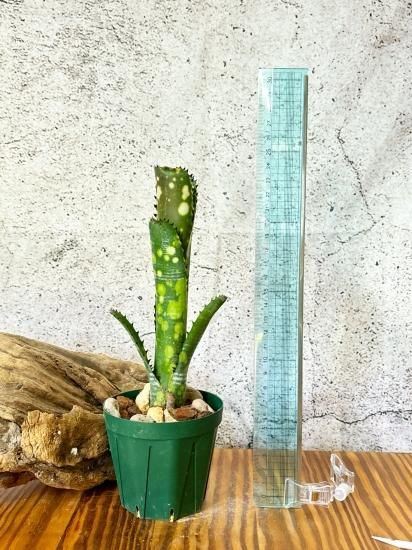 【2025】三越のお歳暮・冬ギフト 現品】ビルベルギア・トンプライコメットスター Billbergia ブロメリア・エアープランツ