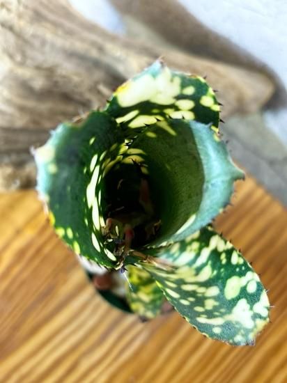 現品】ビルベルギア・トンプライタイムストーン Billbergia
