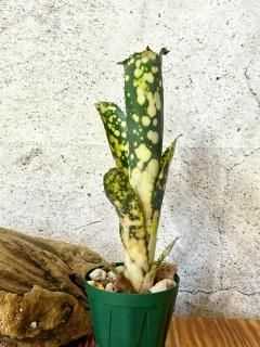 Billbergia Kolan  Flake 子株付き Kolan Series | plane plants