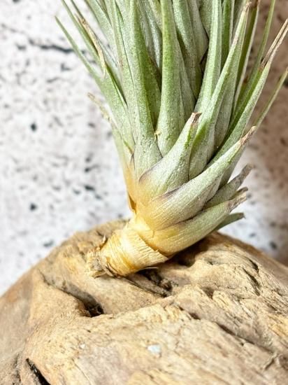 チランジア Andrean Jewel チランジア・アンドレアナ Tillandsia andreana 育て方 図鑑