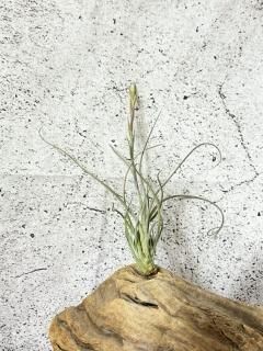 壺型種 - Frontier Plants ONLINE STORE フロンティアプランツ