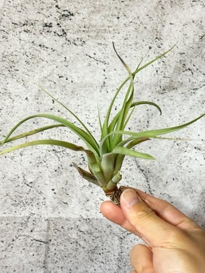 チランジア・ファイアーストーム T. Firestorm (T.ionantha Fuego x T