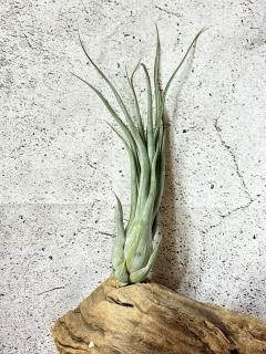 新種？クリスマス島　貝(大)