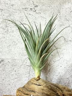 Frontier Plants】 【現品】チランジア・ライラックスパイアー T