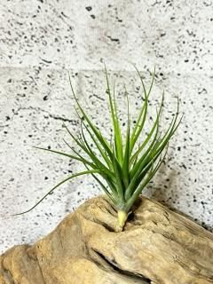 有茎種 - Frontier Plants ONLINE STORE フロンティアプランツ